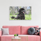Schwarzer Senior Spitz Leinwanddruck (Insitu (Wohnzimmer))
