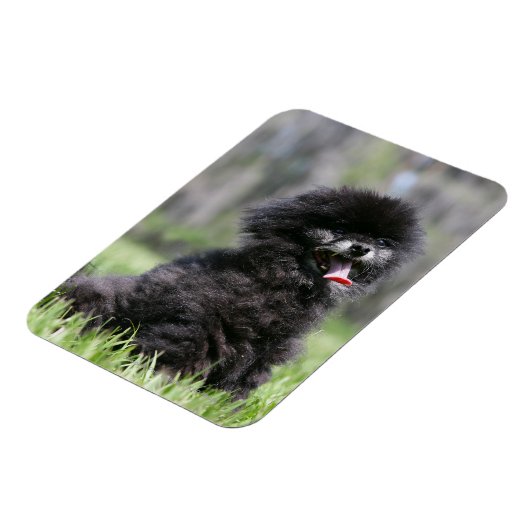 Schwarzer Senior Spitz Magnet (Linke Seite)