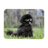 Schwarzer Senior Spitz Magnet (Horizontal)