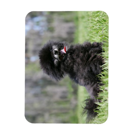 Schwarzer Senior Spitz Magnet (Vertikal)