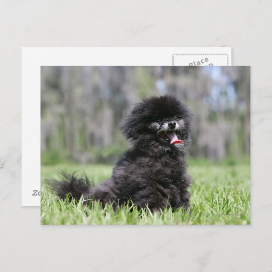 Schwarzer Senior Spitz Postkarte (Vorne/Hinten)