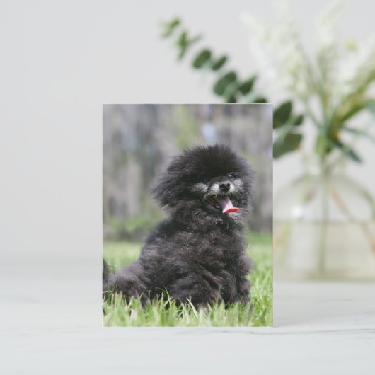 Schwarzer Senior Spitz Postkarte (Stehend Vorderseite)