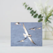 Schwarzer Skimmer Bird Flying Postcard Postkarte (Stehend Vorderseite)