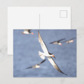 Schwarzer Skimmer Bird Flying Postcard Postkarte (Vorne/Hinten)