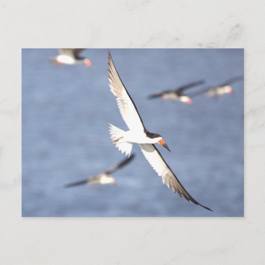 Schwarzer Skimmer Bird Flying Postcard Postkarte (Vorderseite)