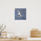 Schwarzer Skimmer Flying Poster (Küche)