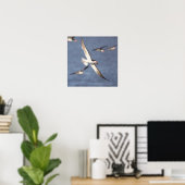 Schwarzer Skimmer Flying Poster (Heimbüro)