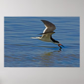 Schwarzer Skimmer Poster (Vorne)