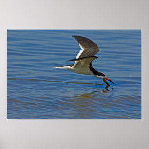 Schwarzer Skimmer Poster