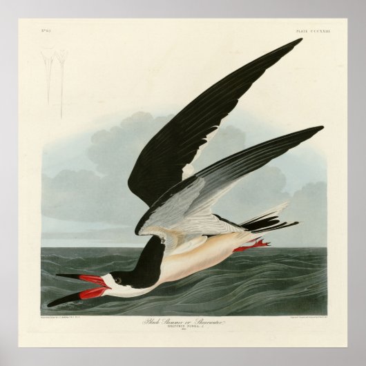 Schwarzer Skimmer, Schwarzwasser Audubon Vögel in  Poster (Vorne)