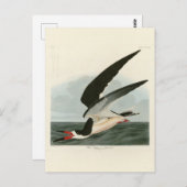 Schwarzer Skimmer, Schwarzwasser Audubon Vögel in Postkarte (Vorne/Hinten)