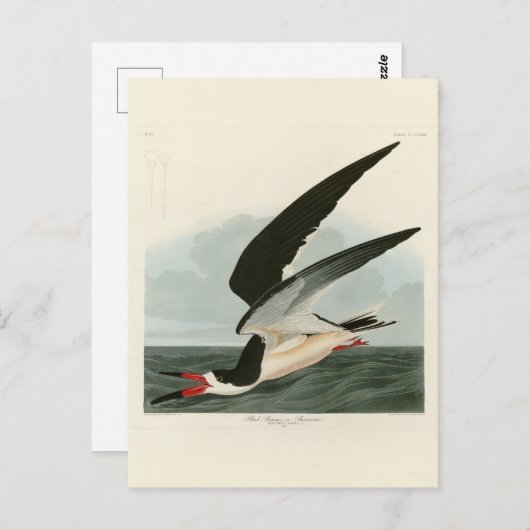 Schwarzer Skimmer, Schwarzwasser Audubon Vögel in Postkarte (Vorne/Hinten)