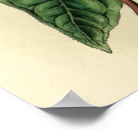 Schwarzer Specker Poster (Ecke)