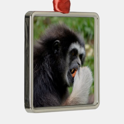 Schwarzer Spinnenaffe, der eine Frucht isst Ornament Aus Metall (Rechts)