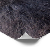 Schwarzer Spinnenaffe, der eine Frucht isst Poster (Ecke)