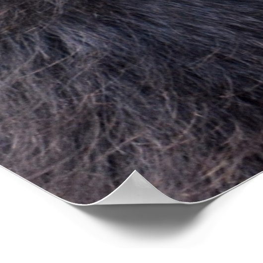 Schwarzer Spinnenaffe, der eine Frucht isst Poster (Ecke)