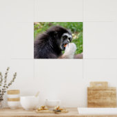 Schwarzer Spinnenaffe, der eine Frucht isst Poster (Küche)