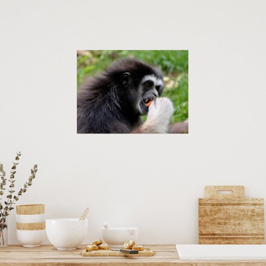 Schwarzer Spinnenaffe, der eine Frucht isst Poster (Küche)