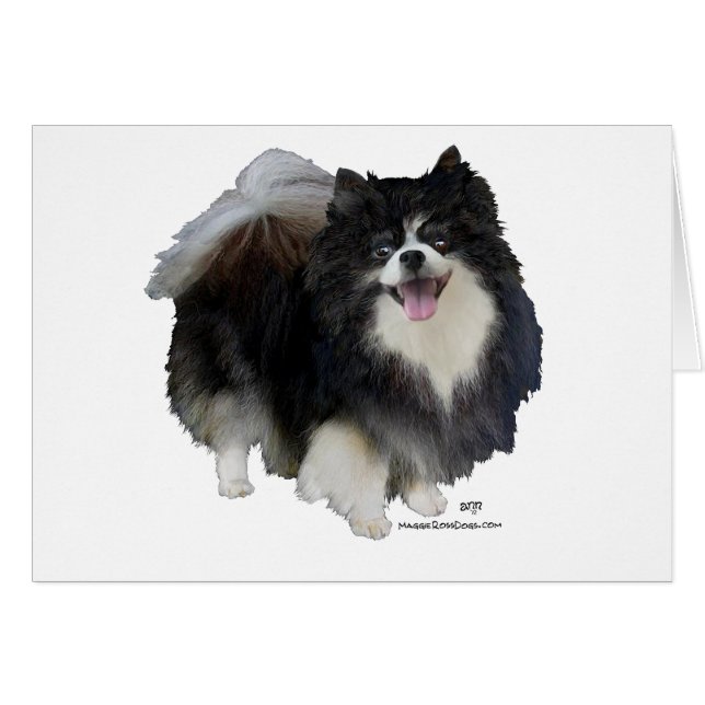 Schwarzer Spitz (Vorderseite (Horizontal))