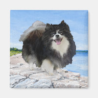 Schwarzer Spitz an der Küste