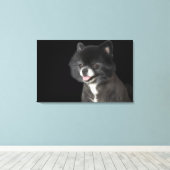 Schwarzer Spitz mit Blick auf das links Leinwanddruck (Insitu (Holzboden))