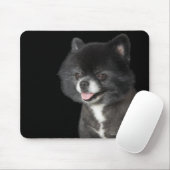 Schwarzer Spitz mit Blick auf das links Mousepad (Mit Mouse)