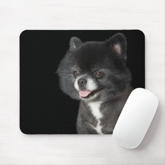 Schwarzer Spitz mit Blick auf das links Mousepad (Mit Mouse)