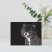 Schwarzer Spitz mit Blick auf das links Postkarte (Stehend Vorderseite)