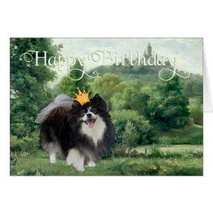 Schwarzer Spitz Prinz