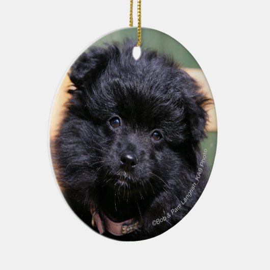 Schwarzer Spitz-Welpe Keramik Ornament (Rechts)