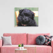 Schwarzer Spitz Welpe Leinwanddruck (Insitu (Wohnzimmer))