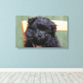 Schwarzer Spitz Welpe Leinwanddruck (Insitu (Holzboden))