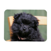 Schwarzer Spitz Welpe Magnet (Horizontal)