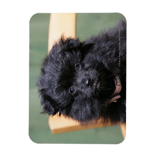 Schwarzer Spitz Welpe Magnet (Vertikal)