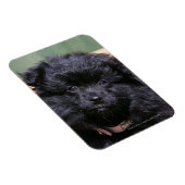 Schwarzer Spitz Welpe Magnet (Rechte Seite)