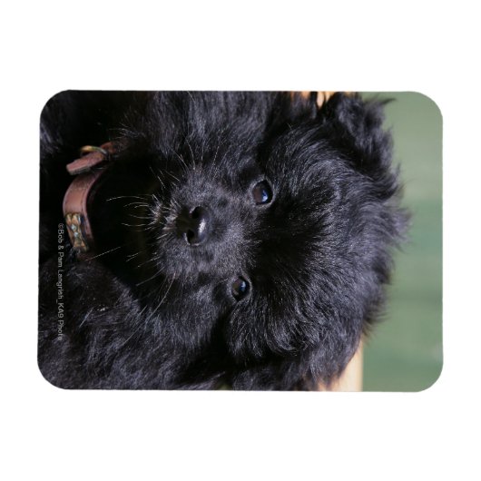 Schwarzer Spitz Welpe Magnet (Horizontal)