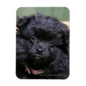 Schwarzer Spitz Welpe Magnet (Vertikal)