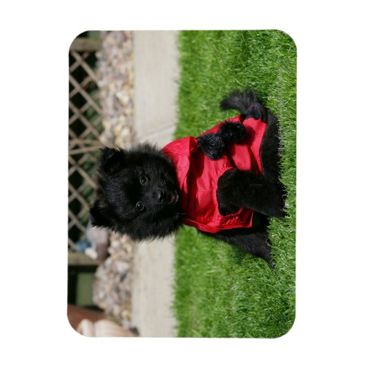 Schwarzer Spitz Welpe mit Kamera Magnet (Vertikal)