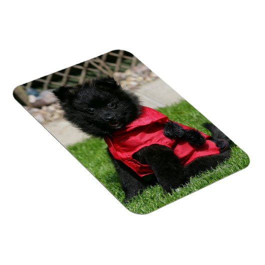 Schwarzer Spitz Welpe mit Kamera Magnet (Rechte Seite)