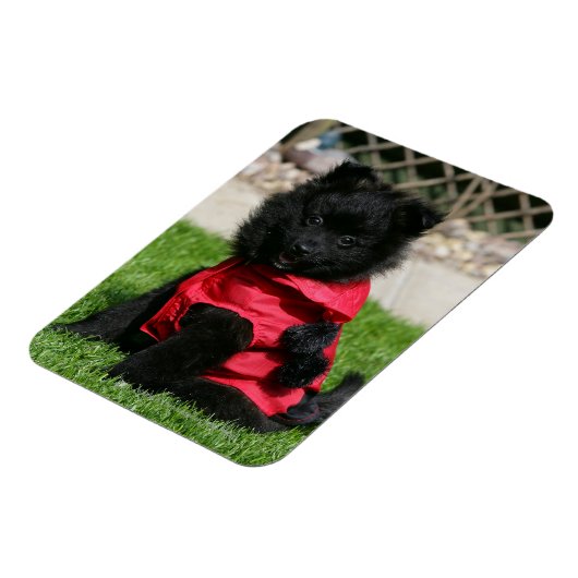 Schwarzer Spitz Welpe mit Kamera Magnet (Linke Seite)