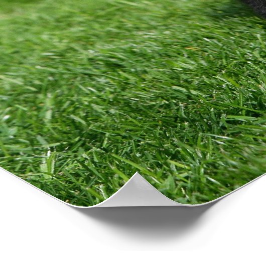 Schwarzer Spitz Welpe mit Kamera Poster (Ecke)