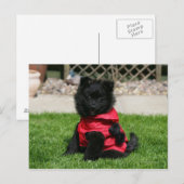 Schwarzer Spitz Welpe mit Kamera Postkarte (Vorne/Hinten)