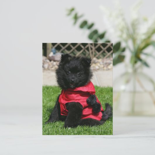 Schwarzer Spitz Welpe mit Kamera Postkarte (Stehend Vorderseite)