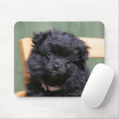 Schwarzer Spitz-Welpe Mousepad (Mit Mouse)