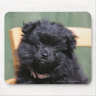 Schwarzer Spitz-Welpe Mousepad