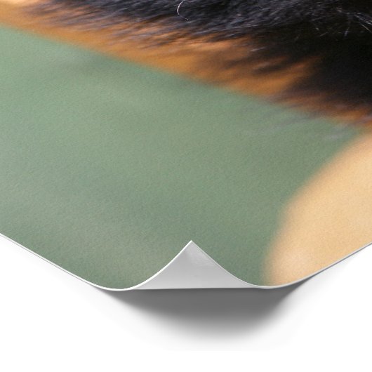 Schwarzer Spitz Welpe Poster (Ecke)