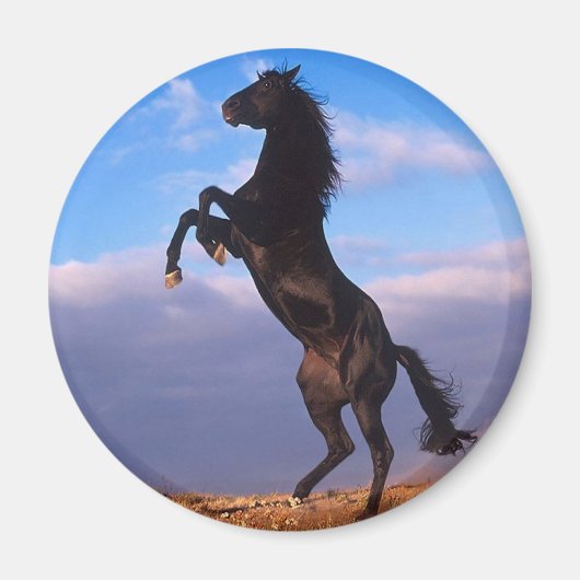 Schwarzer Stallion Magnet (Vorne)