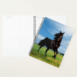 Schwarzer Stallion Planer