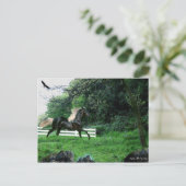 Schwarzer Stallion Postkarte (Stehend Vorderseite)
