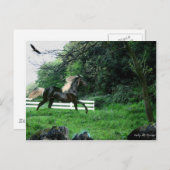 Schwarzer Stallion Postkarte (Vorne/Hinten)